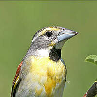 Dickcissel d'Amérique