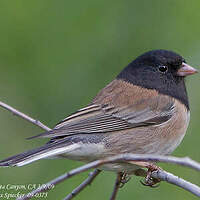 Junco ardoisé