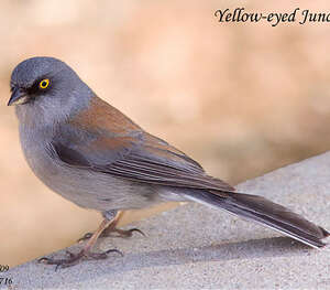 Junco aux yeux jaunes