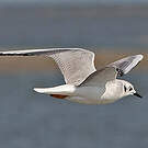 Mouette de Bonaparte