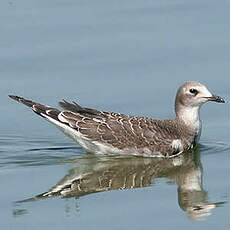 Mouette de Sabine