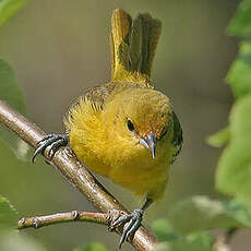 Oriole des vergers