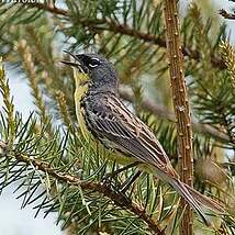 Paruline de Kirtland