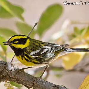 Paruline de Townsend