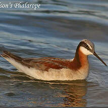 Phalarope de Wilson