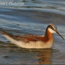 Phalarope de Wilson