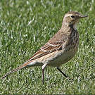 Pipit farlousane
