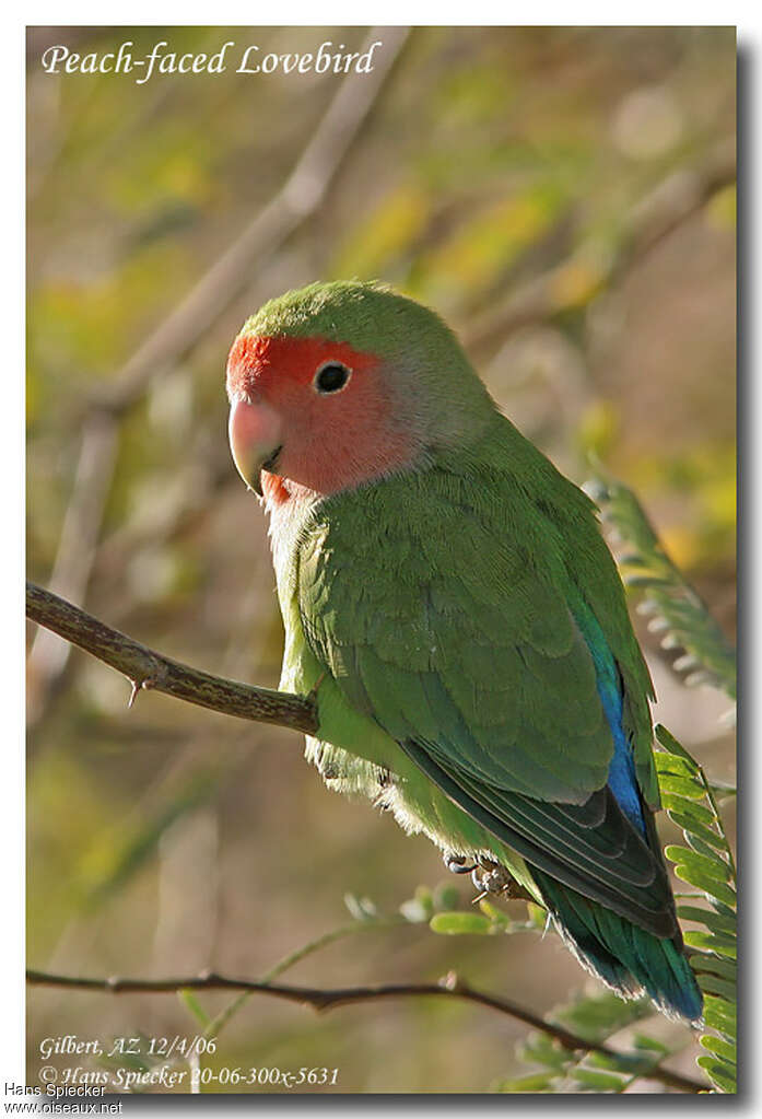 Rosy-faced Lovebirdadult, identification