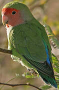 Rosy-faced Lovebird