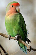 Rosy-faced Lovebird