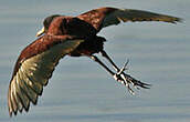 Jacana du Mexique