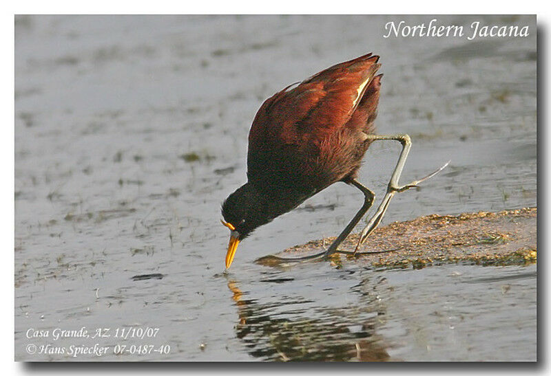 Northern Jacanaadult