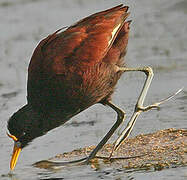 Jacana du Mexique