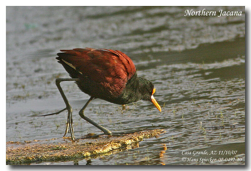 Jacana du Mexiqueadulte