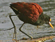 Northern Jacana