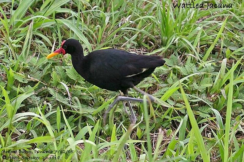 Wattled Jacana