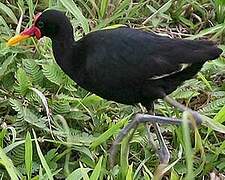 Jacana noir