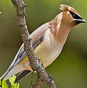 Cedar Waxwing