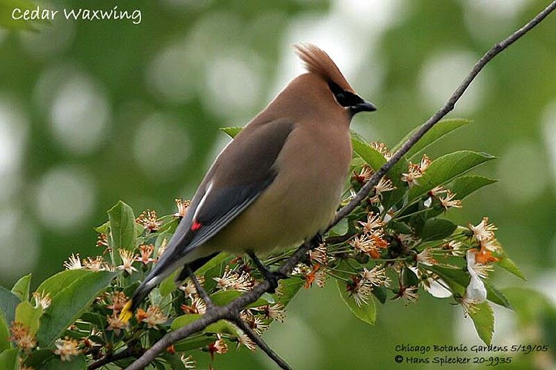 Cedar Waxwing