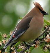 Cedar Waxwing