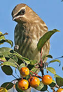 Cedar Waxwing