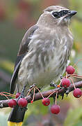 Cedar Waxwing