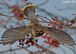 Cedar Waxwing