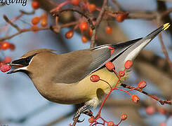 Cedar Waxwing