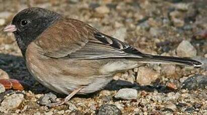 Junco ardoisé