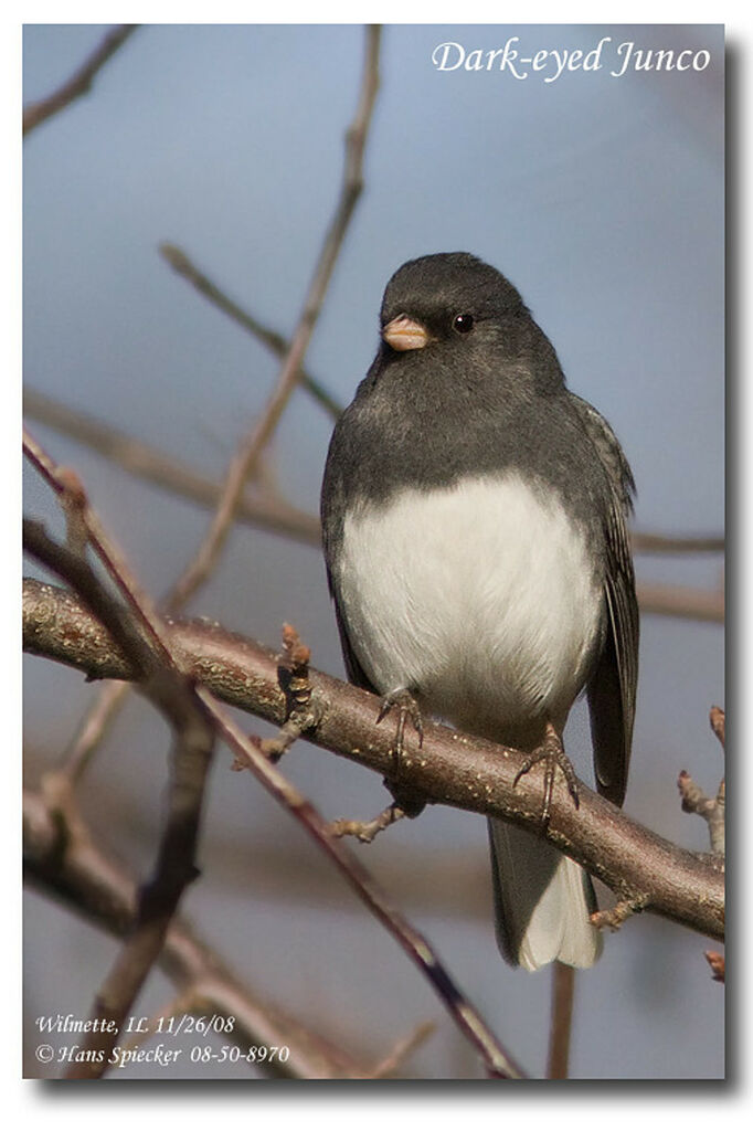 Junco ardoiséadulte