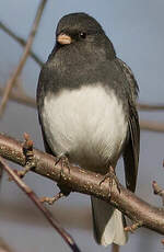 Junco ardoisé