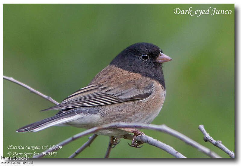 Dark-eyed Junco male adult breeding, identification