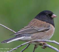 Junco ardoisé