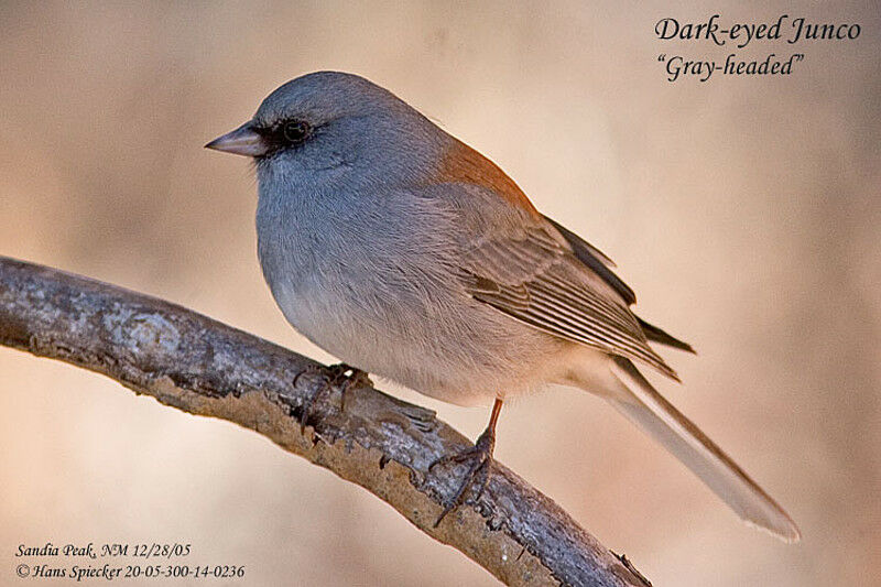 Junco ardoisé