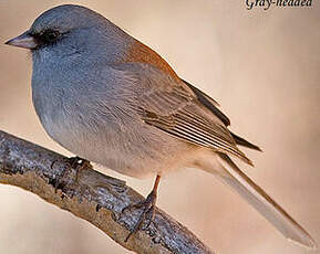 Junco ardoisé