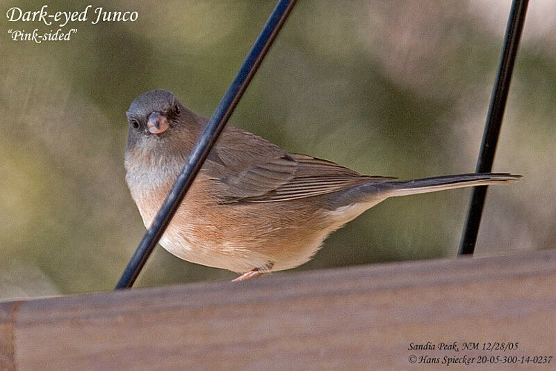 Junco ardoisé