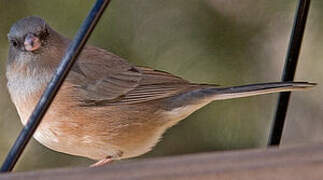 Dark-eyed Junco