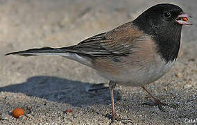 Junco ardoisé