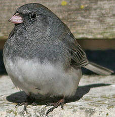 Junco ardoisé