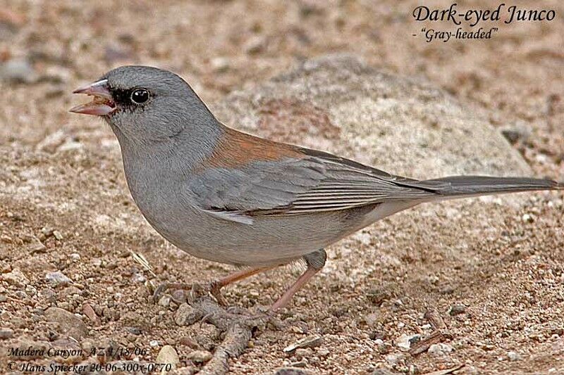 Dark-eyed Junco