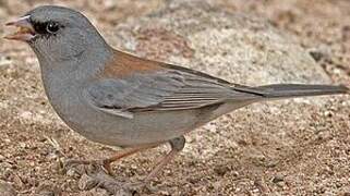 Dark-eyed Junco