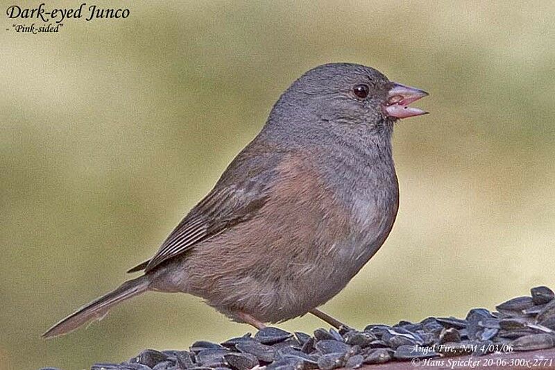 Dark-eyed Juncoadult