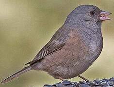 Dark-eyed Junco