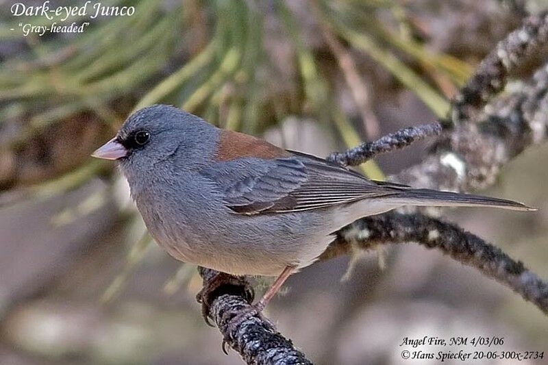 Junco ardoiséadulte