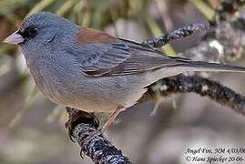 Junco ardoisé