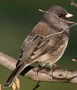 Junco ardoisé