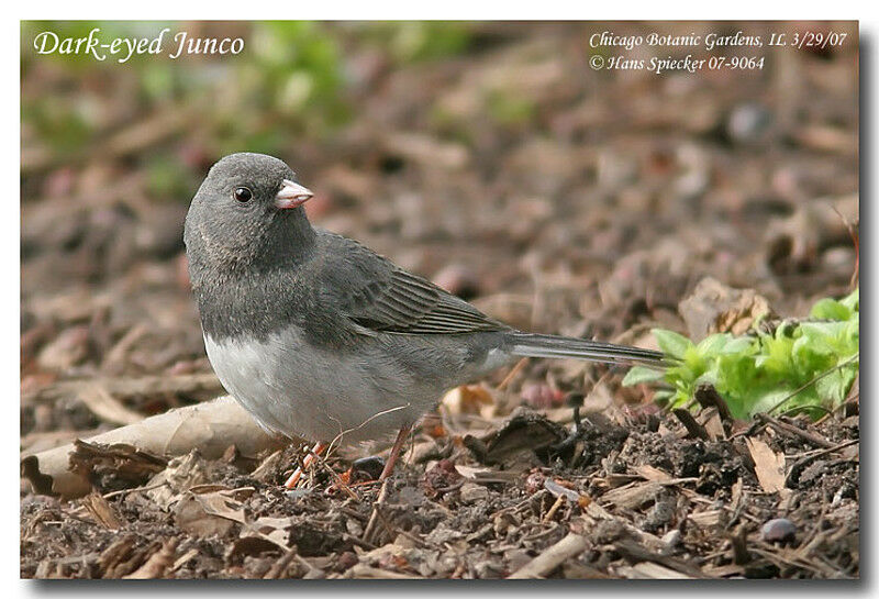 Junco ardoiséadulte