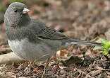 Junco ardoisé