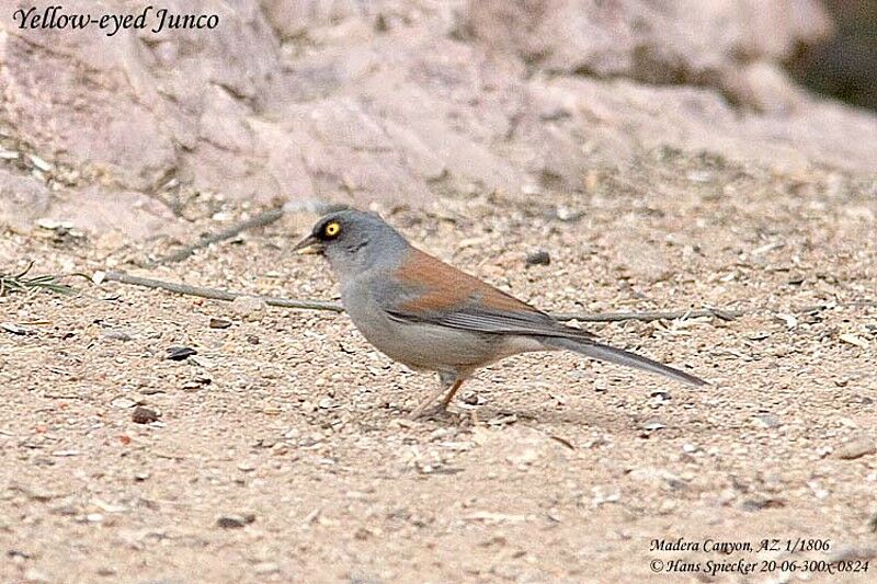 Junco aux yeux jaunes