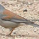 Junco aux yeux jaunes